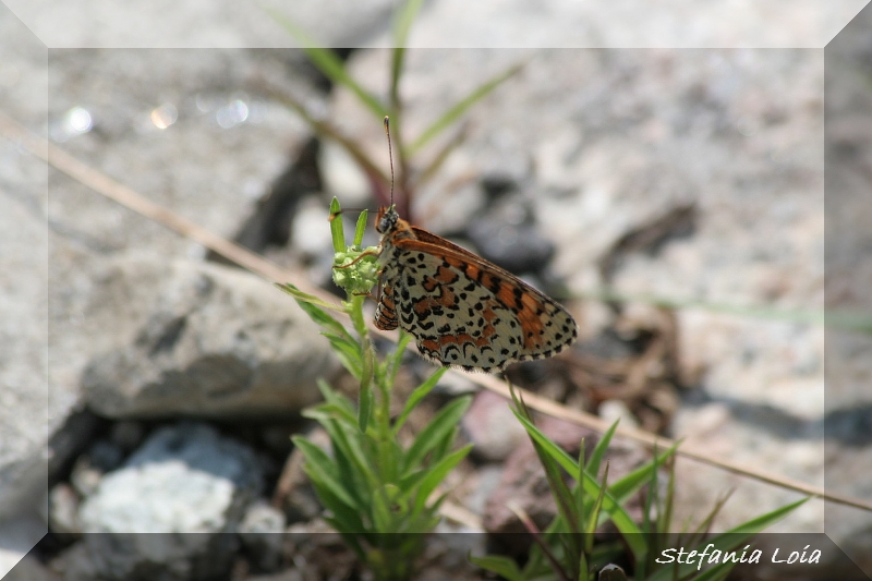 Melitaea didyma